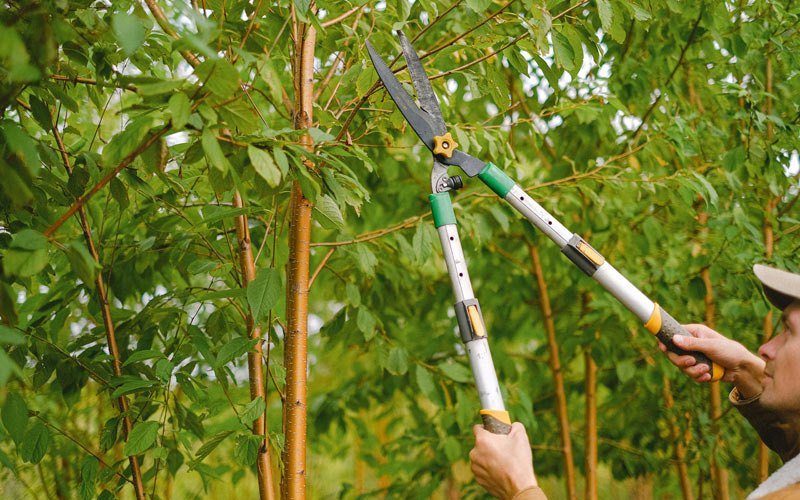 Tree trimming in Knightstown, IN